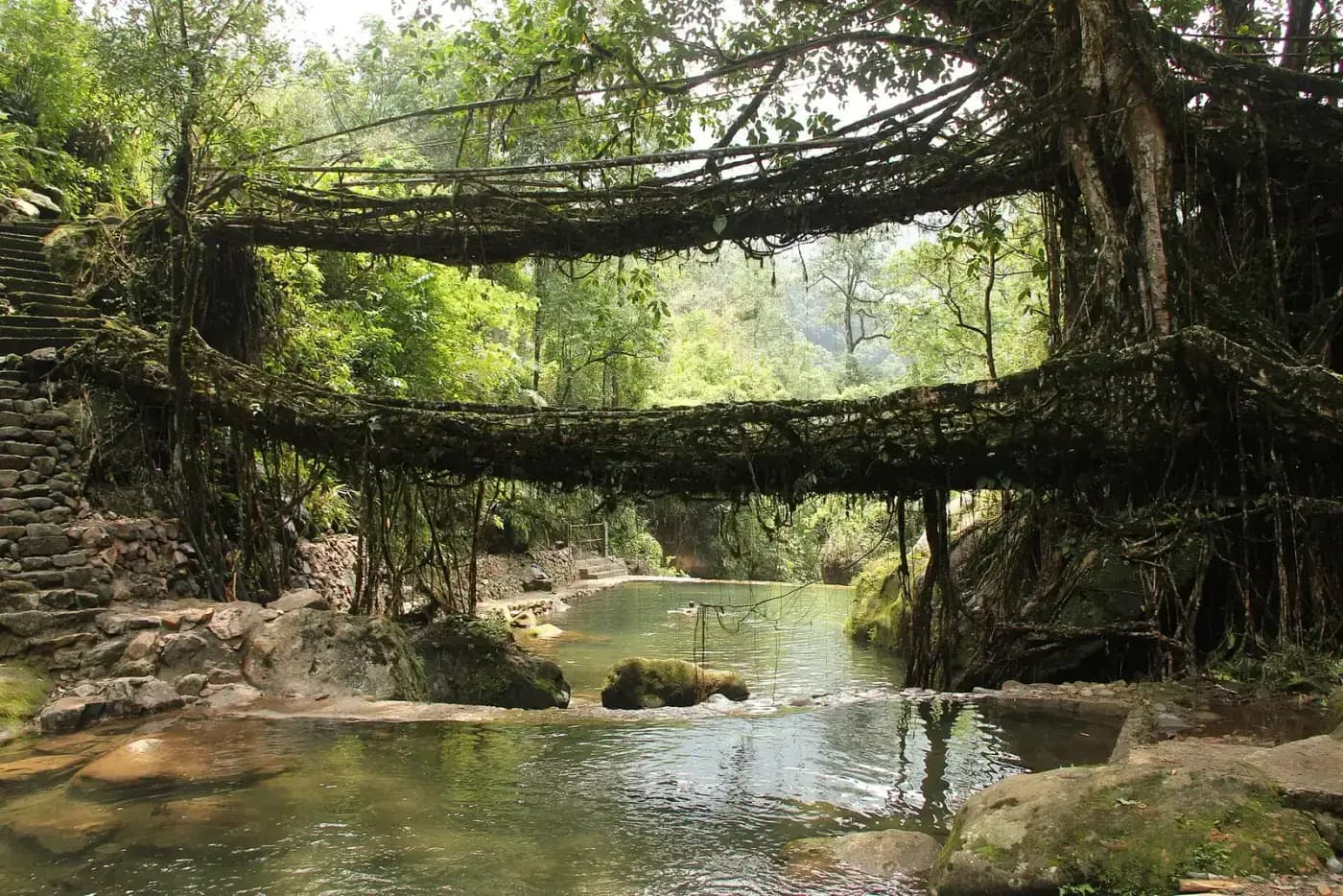 Living root bridge above a clear pool in the Khasi Hills