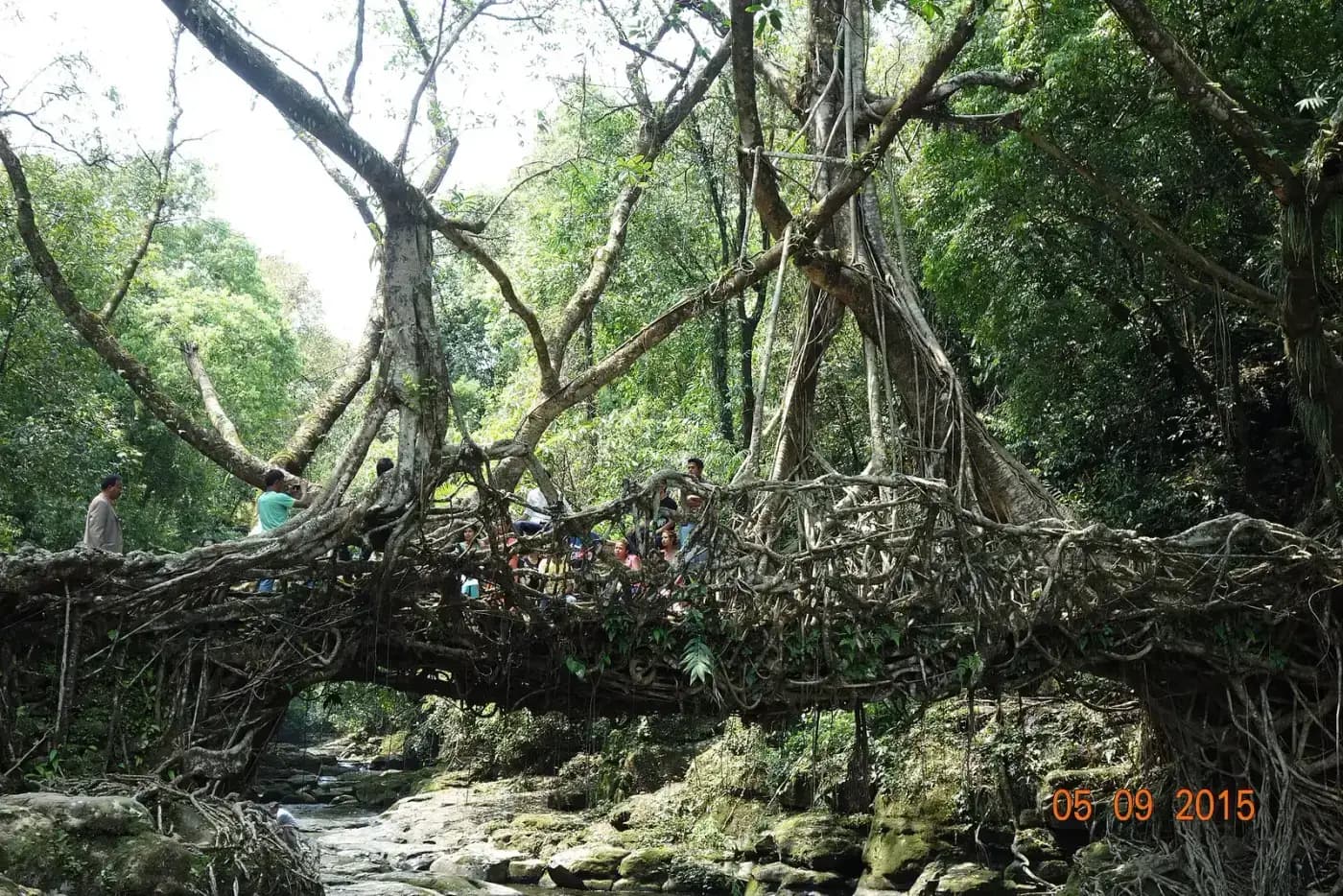 Living root bridge spanning a forest stream in Meghalaya