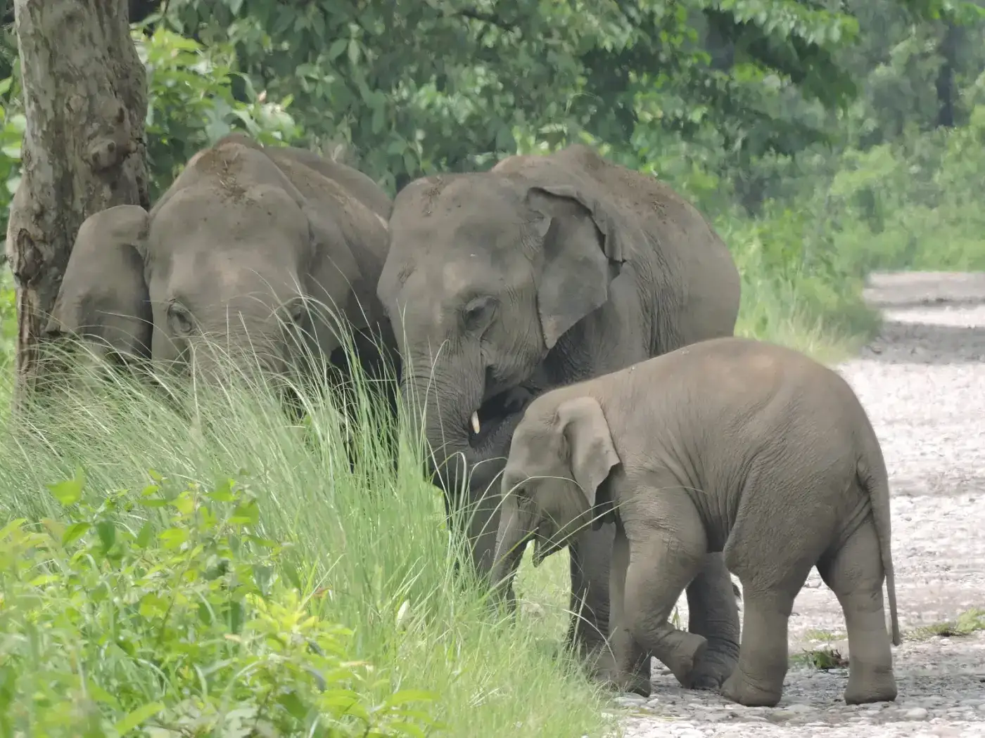 Herd of wild Asian elephants in the grasslands of Manas National Park