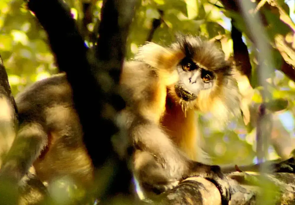 Golden langur in the forest of Manas National Park, Assam