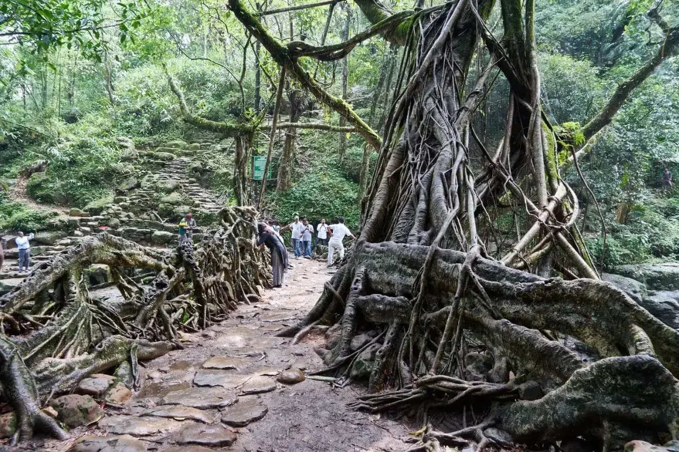 Riwai living root bridge near Mawlynnong