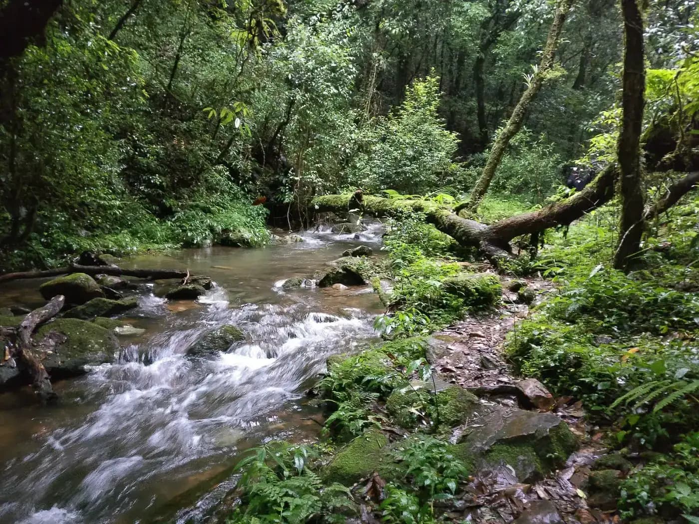 Moss-lined stream inside Mawphlang sacred forest