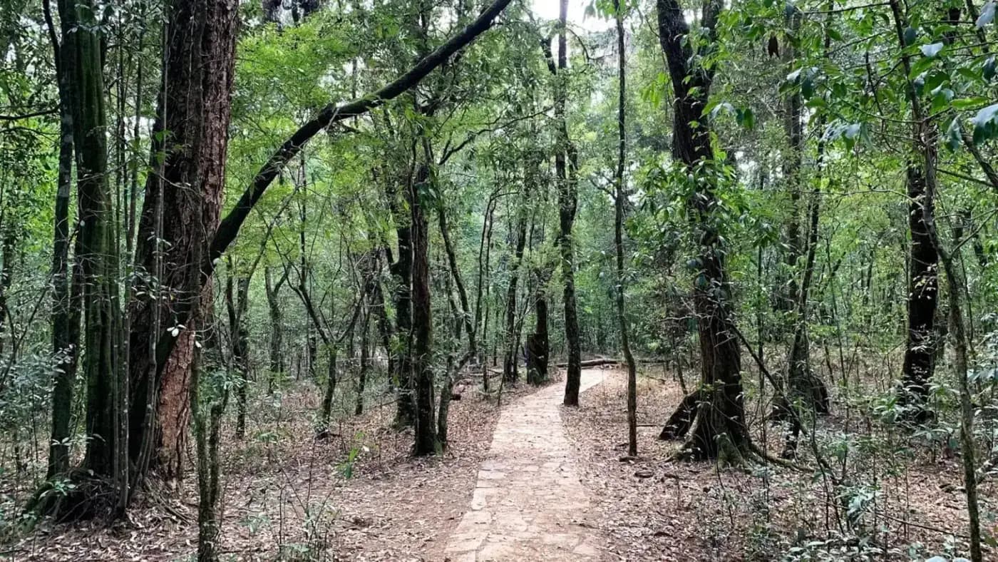 Trail through the ancient Mawphlang Sacred Forest, Meghalaya