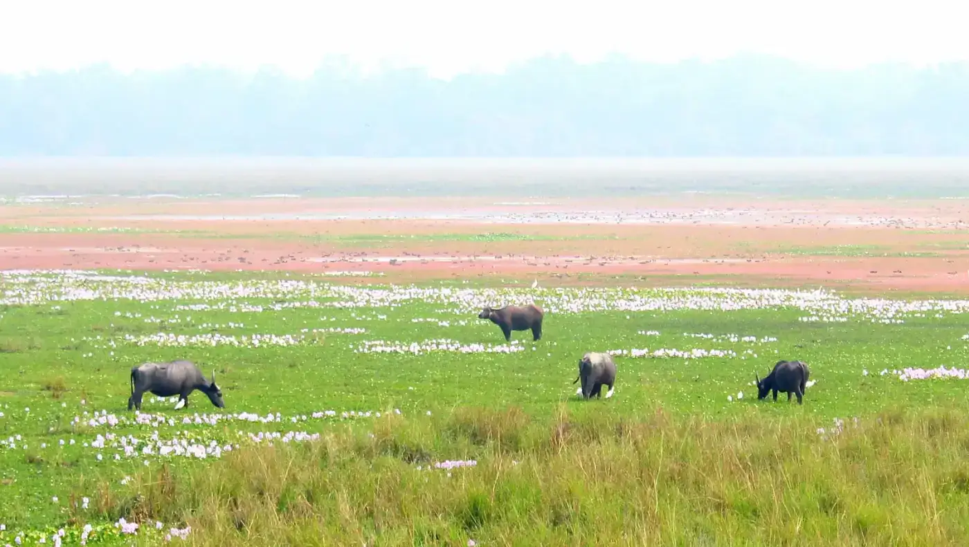 Wetland and grasslands of Pobitora Wildlife Sanctuary with grazing buffalo