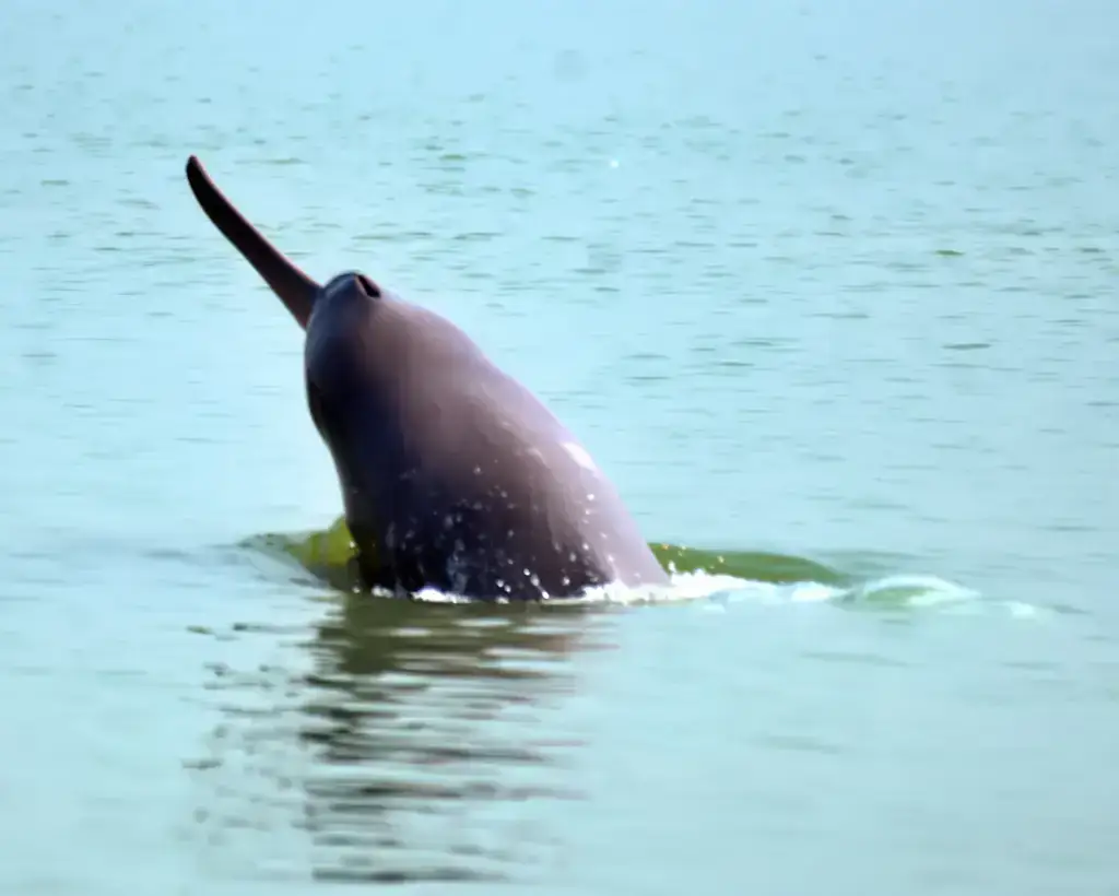 Long-snouted river dolphin rising from the water