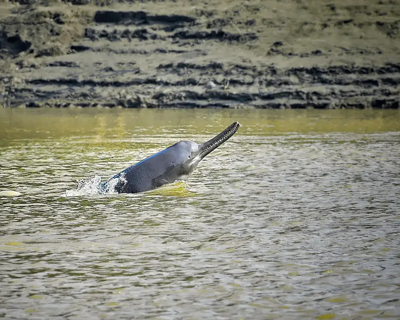 River dolphin breaking the surface of the water