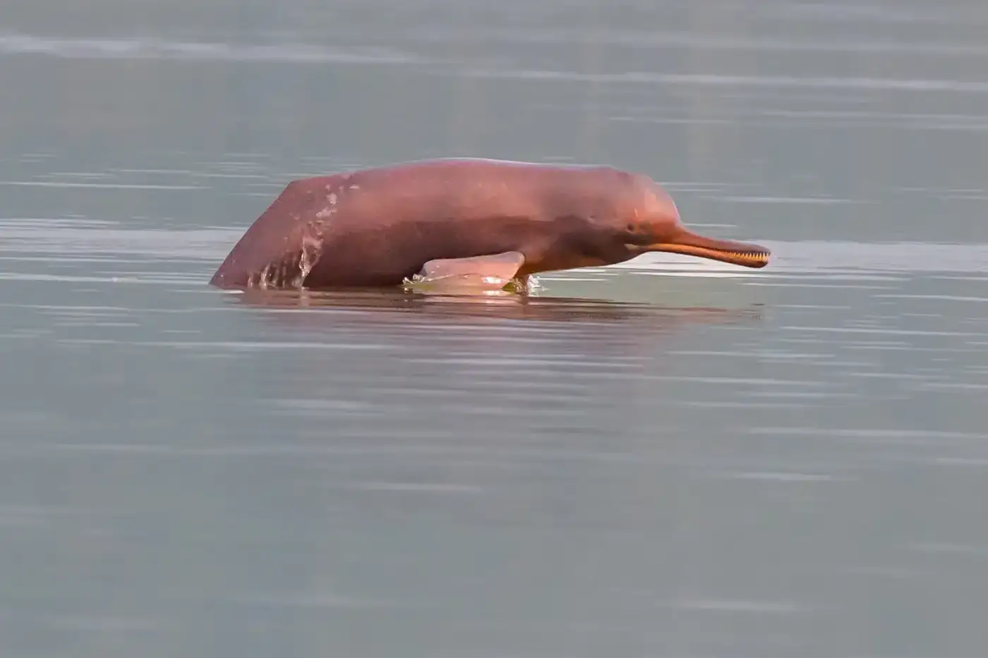 Ganges river dolphin surfacing in a river