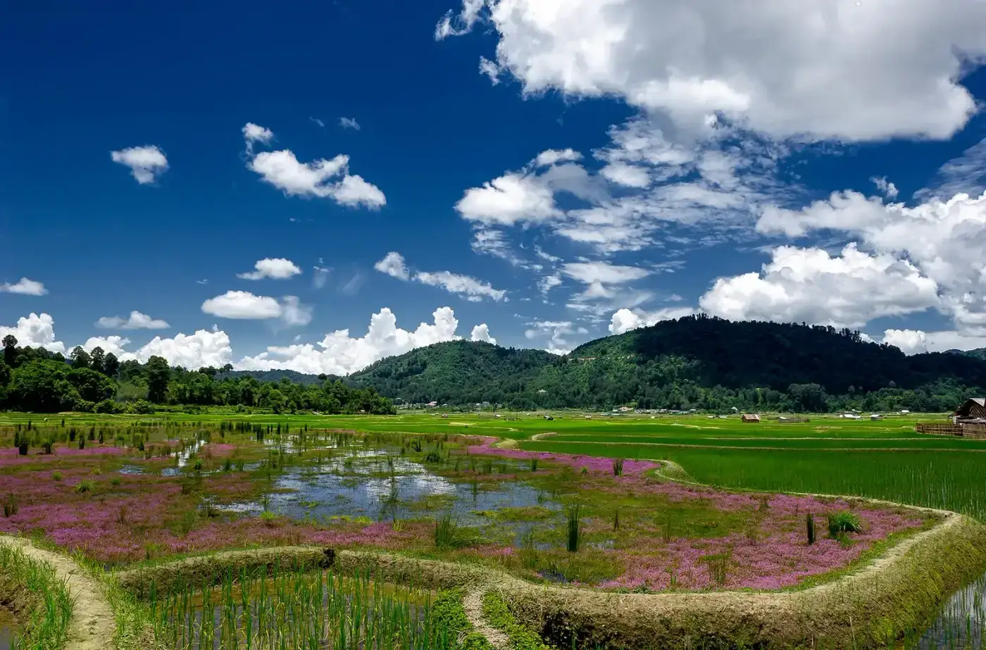 Apatani rice-fish fields and pine hills in Ziro Valley