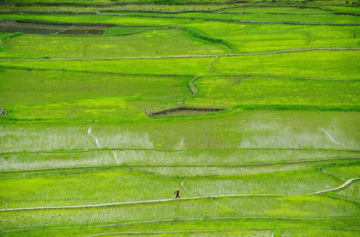 Bright green paddy fields of Ziro Valley, Arunachal Pradesh